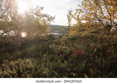 Russian Tundra In Autumn, Sunny Weather