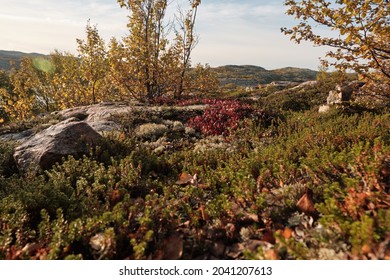 Russian Tundra In Autumn, Sunny Weather