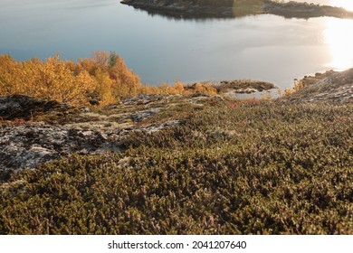 Russian Tundra In Autumn, Sunny Weather