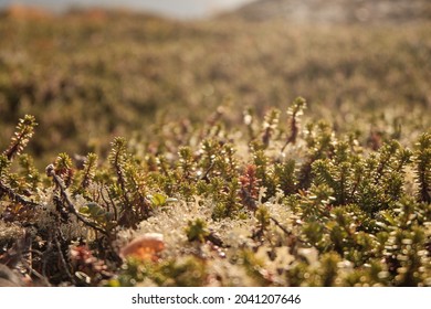 Russian Tundra In Autumn, Sunny Weather