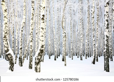 Russian Winter - Birch Grove