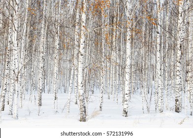 Russian Winter Landscape With White Birch Trees