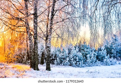 Russian Winter In Snowy Forest