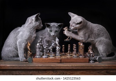 Russians Blue Cats Playing Chess 