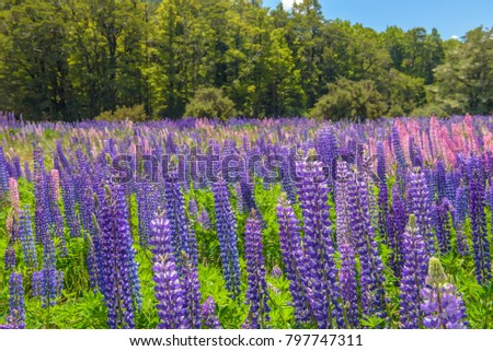 Russle Lupines at milfordsound, New zealand