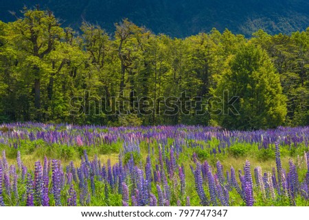 Russle Lupines at milfordsound, New zealand