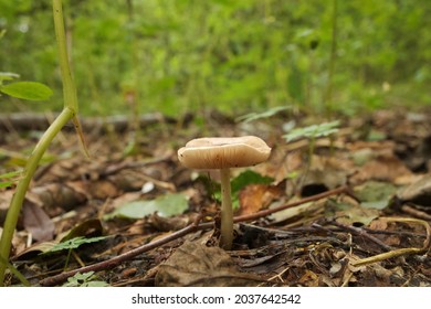 Russulaceae In The Autumn Forest