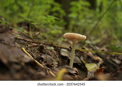 Russulaceae In The Autumn Forest