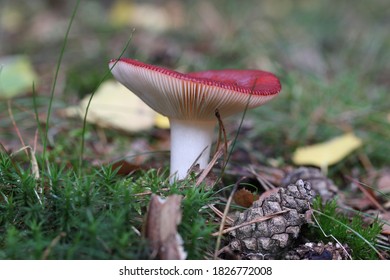 Russulaceae In The Dwingelderveld, The Netherlands

