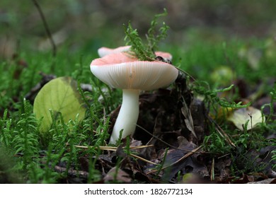 Russulaceae In The Dwingelderveld, The Netherlands

