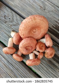 Lactárius Torminósus Russulaceae Lactarius Mushroom