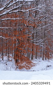 Rust colorde leaves on tree in a snowy landscape