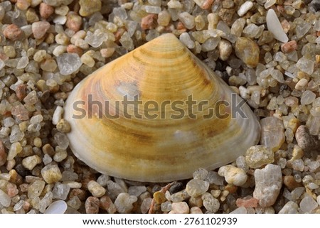 RUST COLORED BANDS ON THE SURFACE OF A CLAM SHELL ON BEACH SAND
