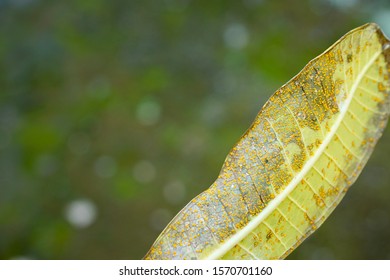 152 Plumeria Rust Images, Stock Photos & Vectors | Shutterstock