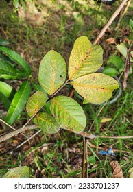 Rust disease is a disease that can affect many plants. damage to plant leaves It looks like a scattered yellow spot. If it is severe, the leaves will yellow and die.