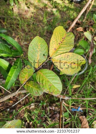 Rust disease is a disease that can affect many plants. damage to plant leaves It looks like a scattered yellow spot. If it is severe, the leaves will yellow and die.