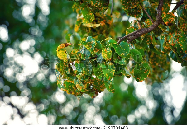 Rust fungus on pear leafs. Pear tree disease,
Gymnosporangium sabinae, infected leaves. Trellis rust of pear.
Pear tree disease, rust spots cover green leaves, fungal
infection.Tree disease
problems