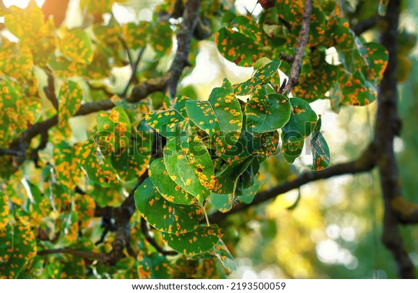 Rust fungus on pear leafs. Pear tree disease,\
Gymnosporangium sabinae, infected leaves. Trellis rust of pear.\
Pear tree disease, rust spots cover green leaves, fungal\
infection.Tree disease\
problems