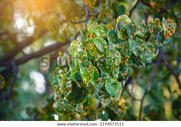 Rust fungus on\
pear leafs. Pear tree disease, Gymnosporangium sabinae, infected\
leaves. Trellis rust of pear. Pear tree disease, rust spots cover\
green leaves, fungal\
disease