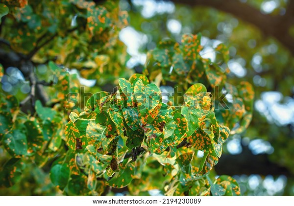 Rust fungus on pear leafs. Pear tree disease,\
Gymnosporangium sabinae, infected leaves. Trellis rust of pear.\
Pear tree disease, rust spots cover green leaves, fungal\
infection.Tree disease\
problems