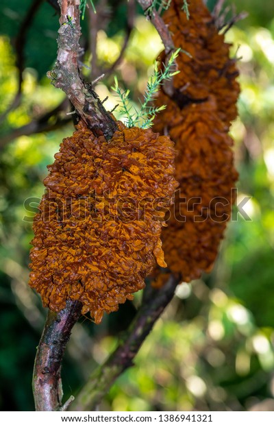 Rust Juniper Orange Gelatinous Growth Stock Photo Edit Now 1386941321