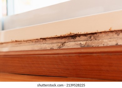 Rust And Mildew On A Wall Above The Wood Baseboard And Down The Metal Frame Of A Floor Height Window In Natural Ambient Daylight In A Indoor Room.