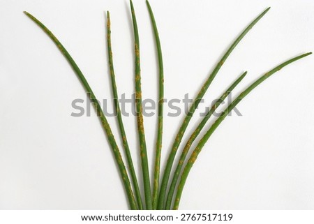 Rust on chives caused by pathogenic fungus Puccinia porri, which can also be found on leek, onion or garlic