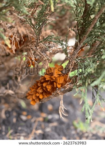 Rust on juniper branches is a dangerous fungal disease that kills the plant