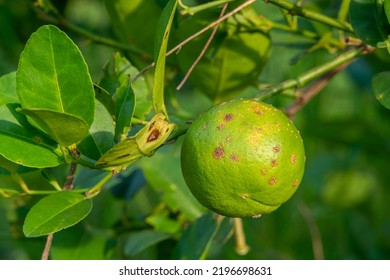 Rust on lime fruit, Citrus canker ,Citrus disease caused by the bacterium Xanthomonas citri subsp - Shutterstock ID 2196698631
