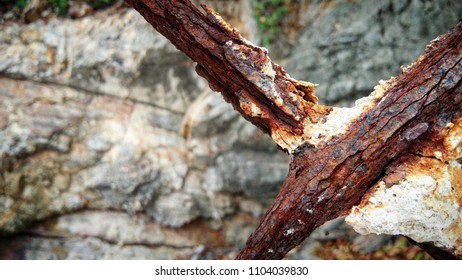 the rust at the sea