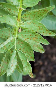 Rust Spots On Leaves Close Up, Rust Plant Disease, Fava Bean Plant