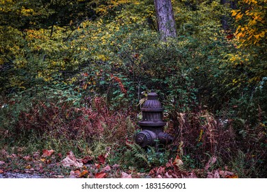 Rusted Fire Hydrant In Rockefeller State Park