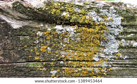 Rustic Aged Wood with Multiple Lichens, Silver and Yellow