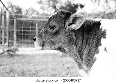 Rustic Baby Cow Portrait In Black And White.