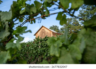 Rustic barn framed by grapevine leaves in vineyard. 