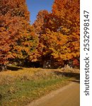 A rustic barn sits nestled beneath a vibrant canopy of autumn foliage in rural Michigan. Golden and orange leaves, sunlight, and shadows create a beautiful, tranquil fall landscape.