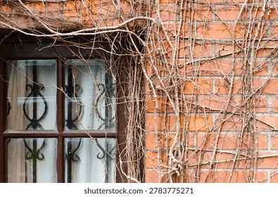 A rustic brick facade covered in dry, leafless climbing vines surrounding a small window with decorative iron bars and light curtains, conveying age, texture and quiet urban decay.