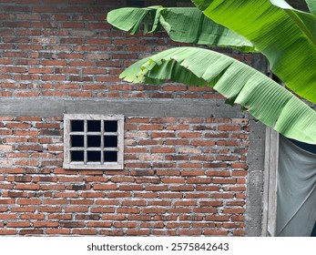 A rustic brick wall features a small, barred window and is partially shaded by large banana leaves Perfect for architectural and nature backgrounds