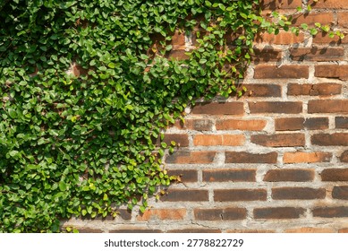 rustic brick wall partially covered with green vines. Often referred to in stock images as an old, run-down wall with vines.