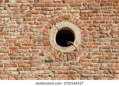 Rustic Brick Wall with Round Window and Resting Pigeon