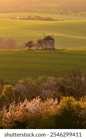 Rustic brick windmill in the midst of expansive spring fields in the warm sunset light,  fresh spring blooming trees, evoking a peaceful and nostalgic countryside life