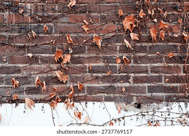 Rustic Brickwork Background with Dead Vines and Berries