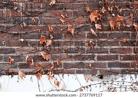 Rustic Brickwork Background with Dead Vines and Berries