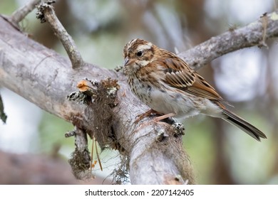 Rustic Bunting is migratory bird - Shutterstock ID 2207142405