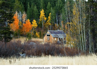 Rustic cabin in an autumn forest surrounded by pines and aspens. - Powered by Shutterstock