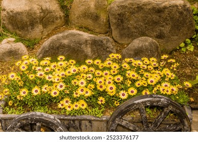 Rustic cart filled with African Daisy flowers(Osteospermum) in front of stone wall in rural South Korea - Powered by Shutterstock