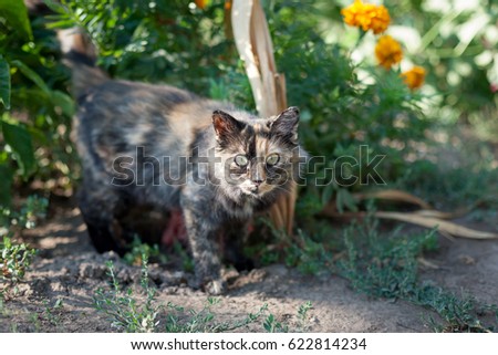 Rustic cat on a background of bushes with flowers.