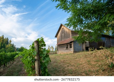 Rustic, charming barn among vineyard grapevines. 
