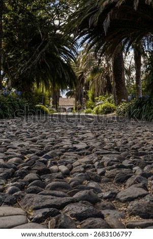 Rustic cobblestone path bordered by tall palm trees, creating a scenic entrance to a traditional colonial hacienda in the Mexican countryside.