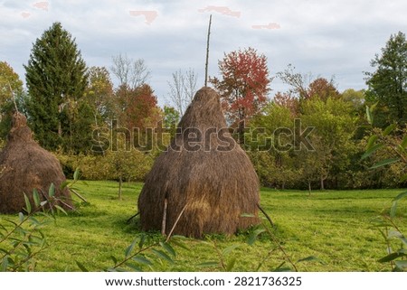 Rustic conical haystacks standing in a green rural garden surrounded by colorful autumn trees.
